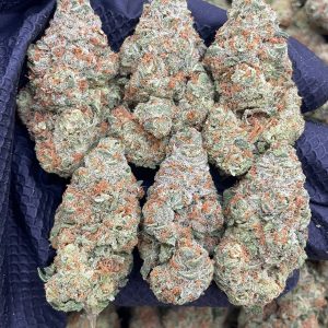 Alien 41