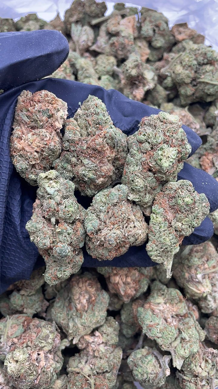 Orange Zoda