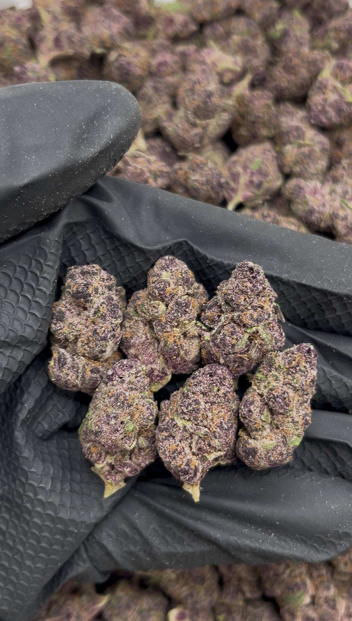Blackout Cherry Mediums