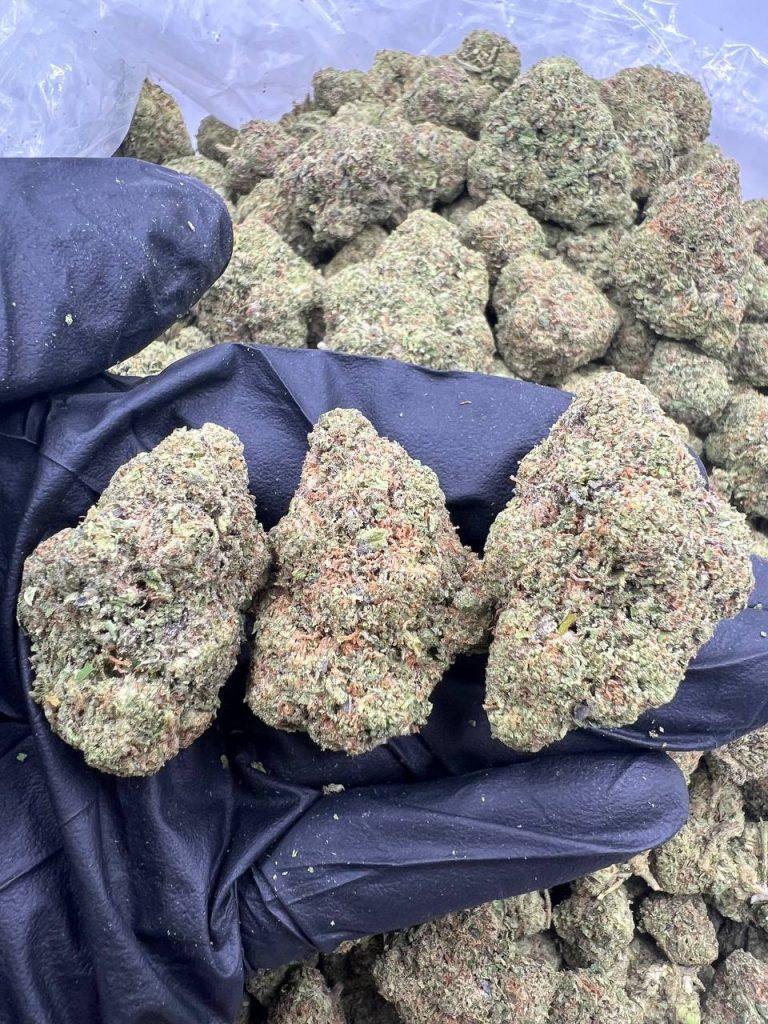 Alien 41