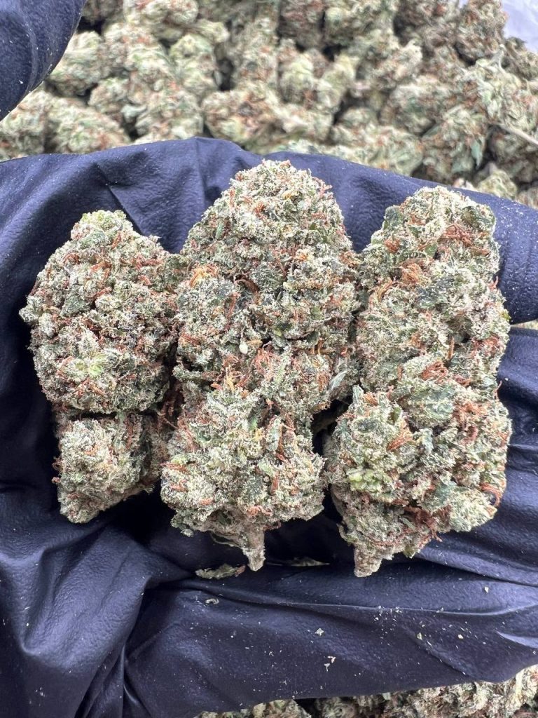 Sour Jack