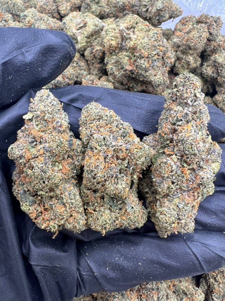 Alien 41
