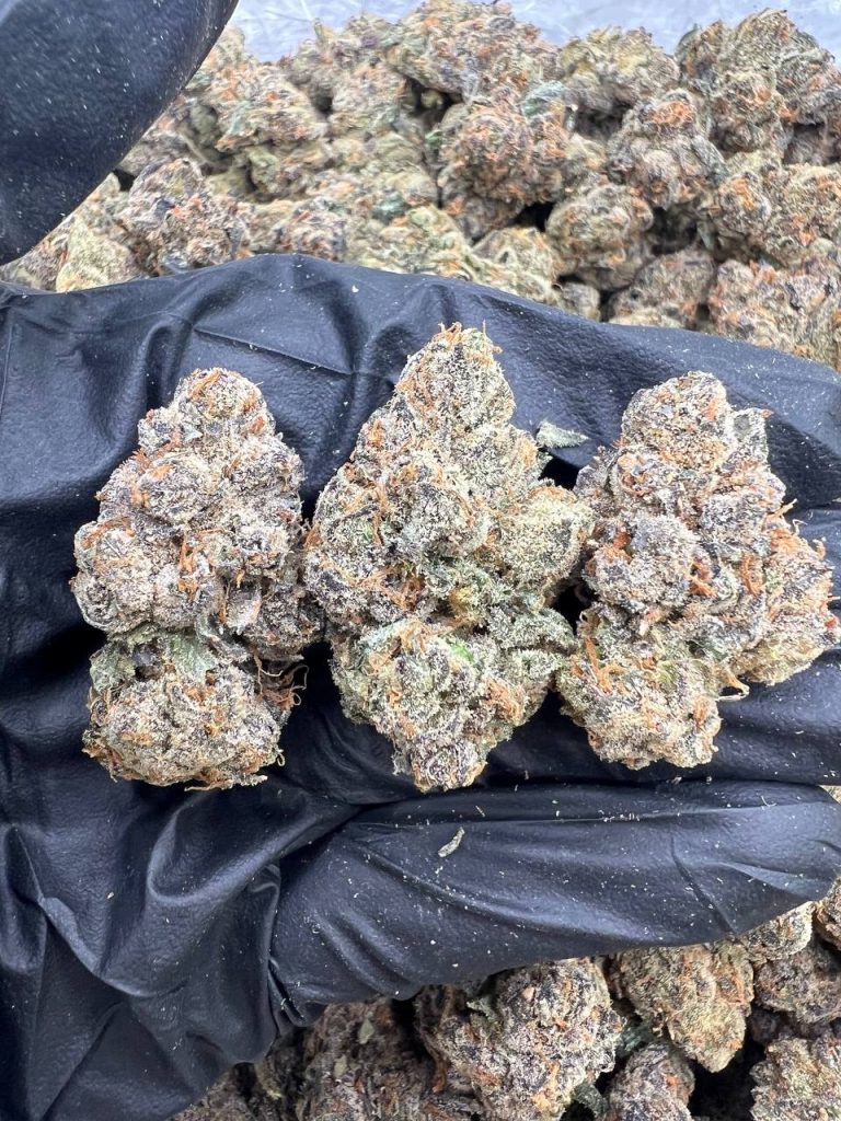 Candy Gelato