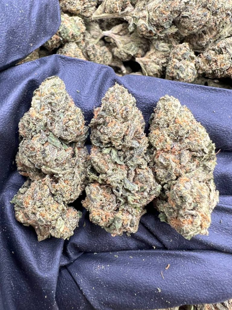 Lemon Fucking Gelato