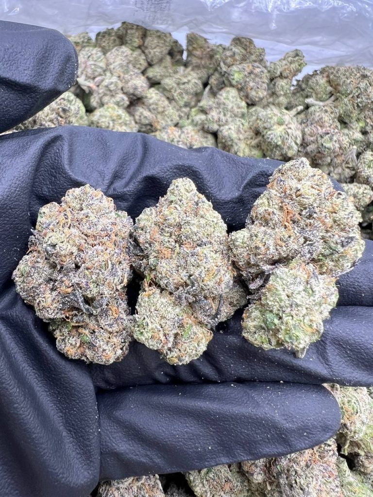 Black Cherry Gelato