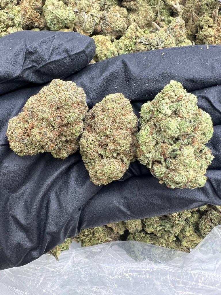 Cherry Zoda